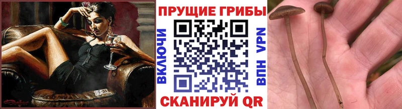 Галлюциногенные грибы GOLDEN TEACHER  наркота  Котлас 